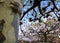 Gnarled plane trees with autumn leaves