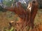 GNARLED REMNANT OF A TREE STUMP IN THE GROUND IN NATURE