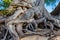 The gnarled roots of a pine tree on Oahu, Hawaii