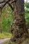 Gnarled Tree Bark