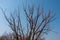 Gnarled tree branches against the sky with clouds