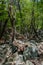 Gnarled tree growing in dry riverbed