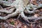 Gnarled tree roots stretch across a forest floor with colorful leaves.