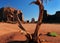 Gnarled Tree Trunk In Front Of The North Window In The Monument Valley Arizona In The Morning
