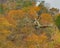 Gnarled tree trunk growing from bluffs overlooking Lake Ozark