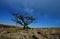 A gnarled tree on Weatherdon Hill