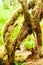 gnarled Trees covered with moss ,Olympic National Park, Washington State, USA