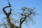 Gnarled trunk of an apple tree with white flowers