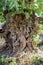 Gnarled trunk from a giant old tree