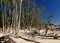 Gnarled Trunks And Trees On the Wonderful Tropical Putney Beach On Great Keppel Island Queensland Australia