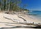 Gnarled Trunks On the Wonderful White Sand Putney Beach On Tropical Great Keppel Island Queensland Australia