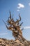 Gnarled and twisted ancient bristlecone pine tree
