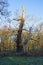 Gnarled, twisted ancient oak tree in Sherwood Forest on a winter morning