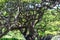 Gnarled and twisted branches of a monkeypod tree