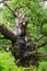 The gnarled and twisted remains of an ancient Sherwood forest oak tree