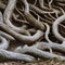 A gnarled and twisted texture with tree roots and twisted vines1, Generative AI