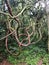 Gnarled and twisted vines in the forest