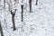 Gnarled vines in snow of the winter