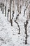 Gnarled vines in a vineyard with snow