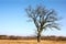 Gnarly Bare Branched Old Oak Tree Isolated in Country