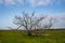 Gnarly Bare Tree Sits in Pickleweed Field