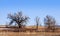 Gnarly Bare Trees on the Colorado Prairie