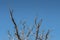 Gnarly Branches of Tree on Clear Blue Sky