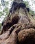 Gnarly cedar tree trunks