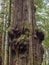 Gnarly cedar tree trunks