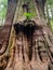 Gnarly cedar tree trunks