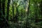 Gnarly Dead Fallen Tree in a Shadowy Forest