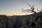 Gnarly Dead Tree On The Edge of Black Canyon At Sunset