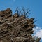 Gnarly Dead Tree and Layers of Stone