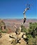 Gnarly Deadwood at Grand Canyon National Park