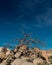 Gnarly Dried Tree On Rocks Below Blue Sky