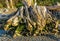 Gnarly Driftwood Tree Stump