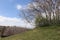 Gnarly leafless trees on a grassy knoll in the Wasatch mountains