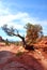 Gnarly old tree in Arches National Park