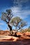 Gnarly old tree in Arches National Park