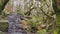 Gnarly old trees in Padley Gorge in the Peak District, Northern England