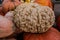 Gnarly Pumpkin With Brain Coral Like Texture
