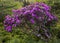 Gnarly Rhododendron Bush Covered in Blooms