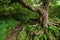 Gnarly Tree at Craggy Gardens