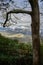 Gnarly Tree Frames Smoky Mountain View