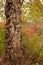 Gnarly tree trunk against the autumn leaves in Presque Isle State park