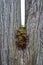 Gnarly tree trunk bark in a v shape with foliage growing through the centre