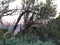 Gnarly Trees In The High Desert