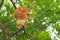 Gnarly tropical tree branches, displaying a unique and beautiful peach, pink, yellow and white flower cluster, in a Thai tropical