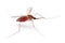 Gnat or mosquito