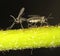 Gnats mating on a tree trunk